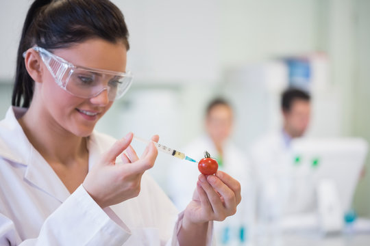 Scientific researcher injecting tomato at lab