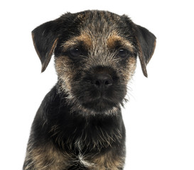 Close-up of a Border Terrier puppy, looking at the camera