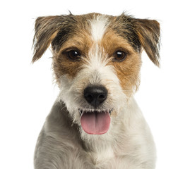Close-up of a Parson russel terrier panting,isolated