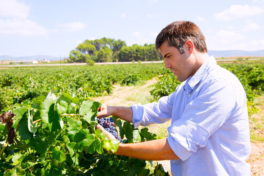 Winemaker oenologist checking bobal wine grapes