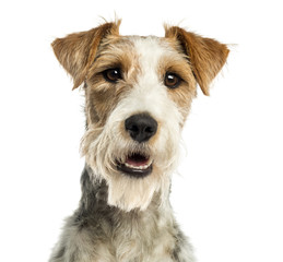 Close-up of a Fox terrier facing, panting, isolated on white - obrazy, fototapety, plakaty