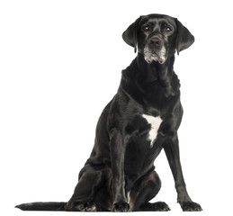 Old dog sitting, isolated on white