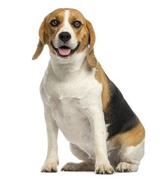 Beagle sitting, panting, isolated on white