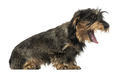 Side view of a Teckel yawning, isolated on white