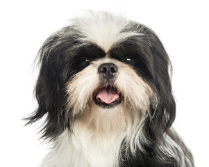 Close-up of a Shih tzu panting, looking at the camera, isolated