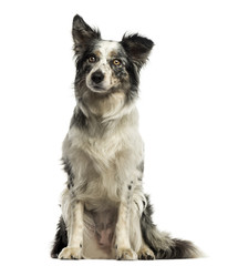 Border collie sitting, isolated on white