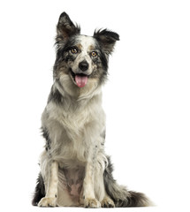 Border collie panting, sitting, isolated on white