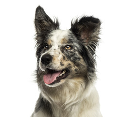 Close-up of a Border collie panting, looking away, isolated