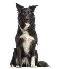 Border collie panting, sitting, isolated on white