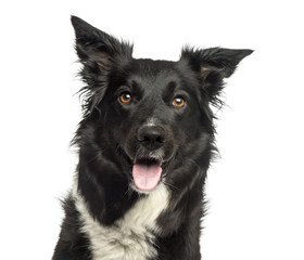 Border collie panting, looking away, isolated on white