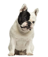 French bulldog sitting, looking at the camera, isolated on white