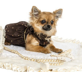 Dressed up Chihuahua lying on a carpet, isolated on white