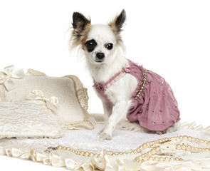 Dressed-up Chihuahua sitting on a carpet, isolated on white