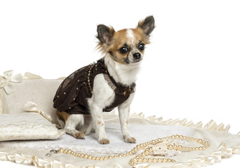 Dressed-up Chihuahua sitting on a carpet, isolated on white