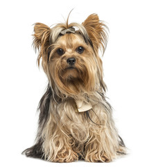 Yorkshire Terrier sitting wearing bows, isolated on white