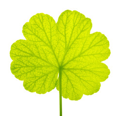 the green leaf of a geranium is isolated on a white background