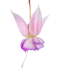 Fototapeta premium blossoming beautiful white with a lilac border a fuchsia is isol