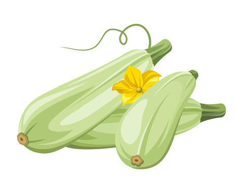 Marrow vegetables. Vector illustration.