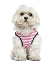 Maltese with striped shirt sitting, isolated on white