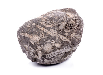 Fossil Stone