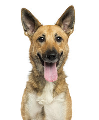 Close-up of a Belgian shepherd dog panting, isolated