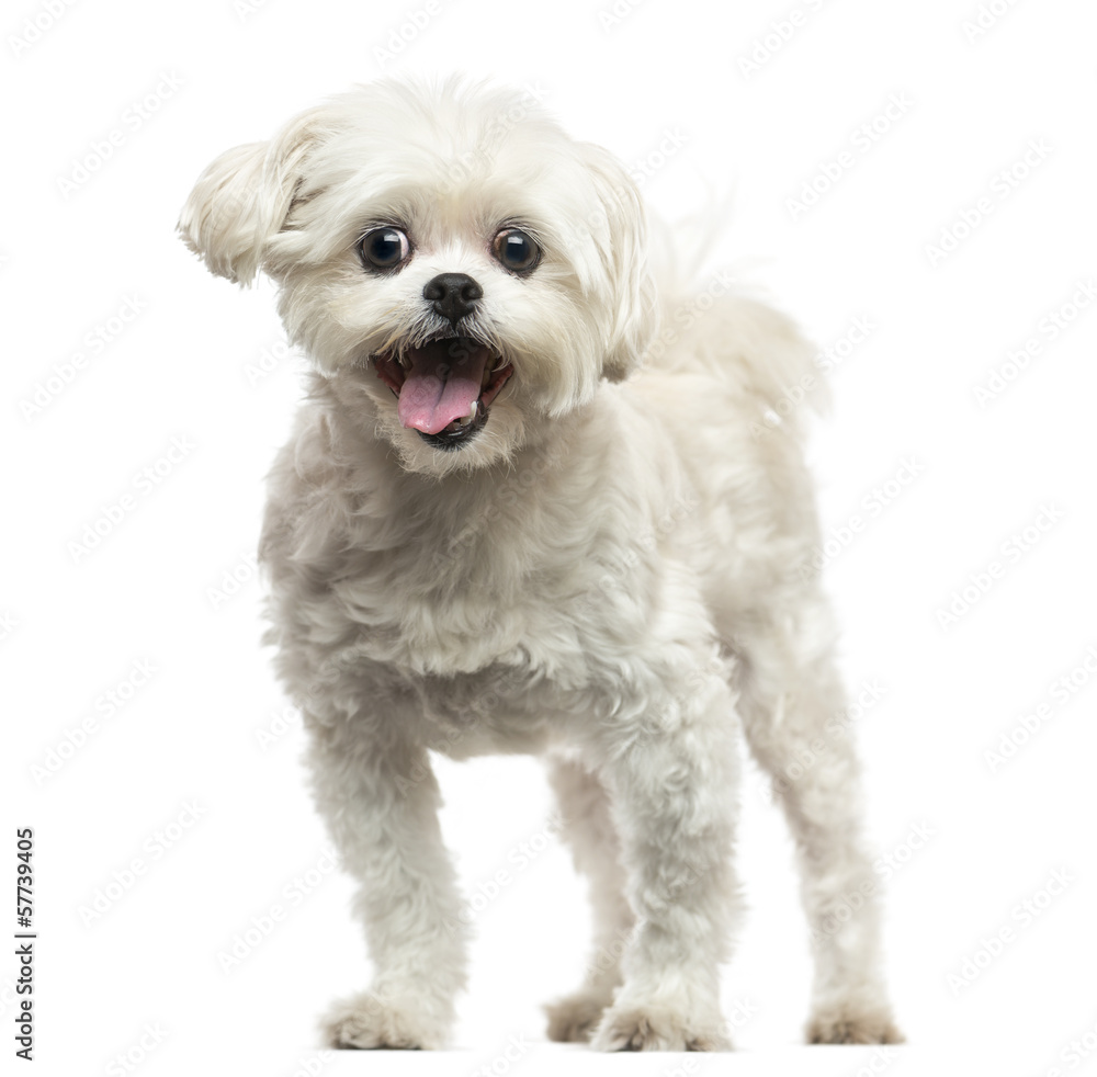 Aufkleber front view of a lhasa apso panting, isolated on white