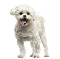 Front view of a Lhasa Apso panting, isolated on white