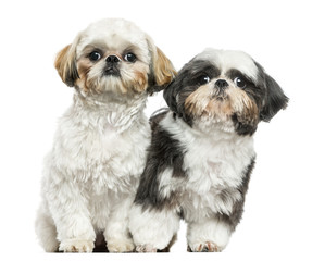 Two Shih Tzu sitting next to each other, looking at the camera