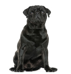 Pug sitting, isolated on white