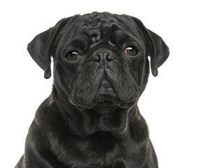 Close-up of a Pug looking sad, isolated on white