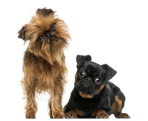 Two Griffon Bruxellois with interrogative look, isolated - obrazy, fototapety, plakaty
