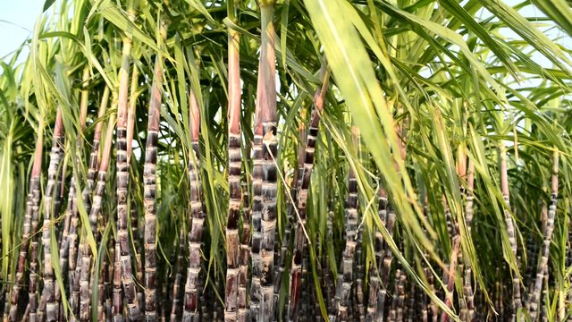 A sugar cane crop in field ready for harvest