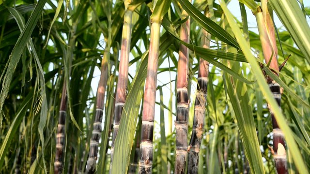 A sugar cane crop in field ready for harvest
