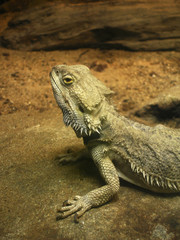 Brown lizard
