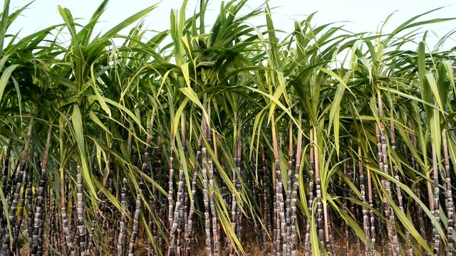 A sugar cane crop in field ready for harvest