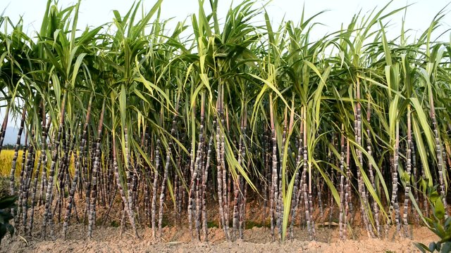 A sugar cane crop in field ready for harvest