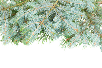 blue  fir tree border