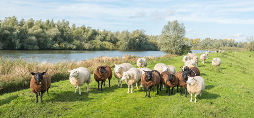 Brown and white sheep standing on a dike