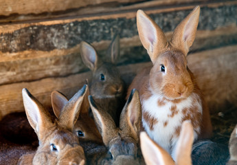 Rabbits