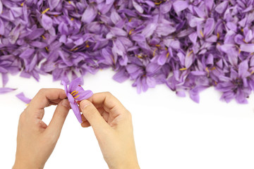Womans hands separates saffron threads from the rest flower