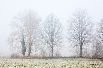 Foggy Winter Trees