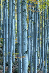 Beech forest in autumn