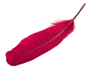 Red feather