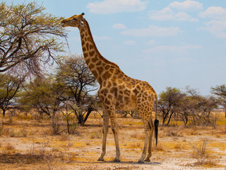 Eating giraffe