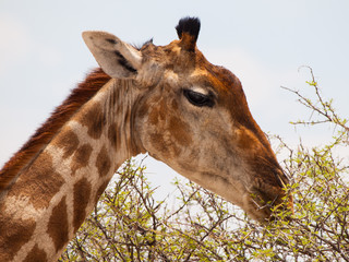 Eating giraffe portrait