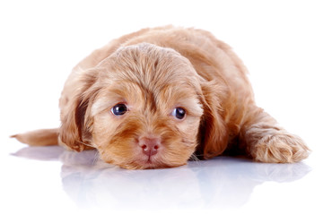 The puppy of a decorative doggie lies