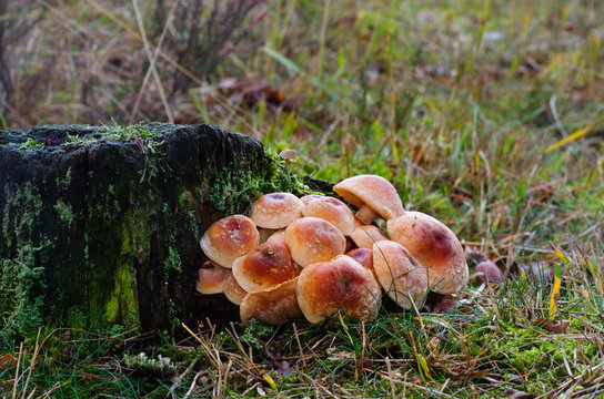 Honey fungus mushrooms on an old stump of an Oak.