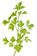 Parsley