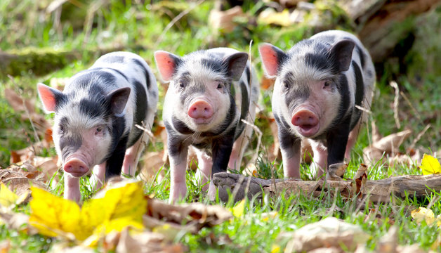 ferkel gruppe spielen im laub