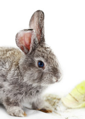 Gray rabbit